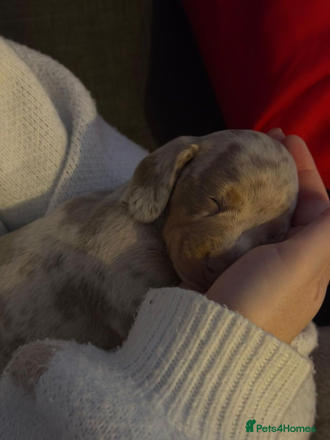 Miniature Dachshund dogs for sale: Beautiful Miniature dachshund pups  - Advert 12