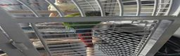 Conures birds for sale: Bonded Pair of Conures (Green Cheek & Pineapple) - Advert 26