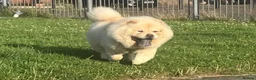 Chow Chow dogs for sale: ❤️🐾STUNNING CHOW CHOW PUPPIES  - Advert 1