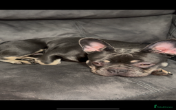 French Bulldog dogs for sale: French Bulldog  - Image 4