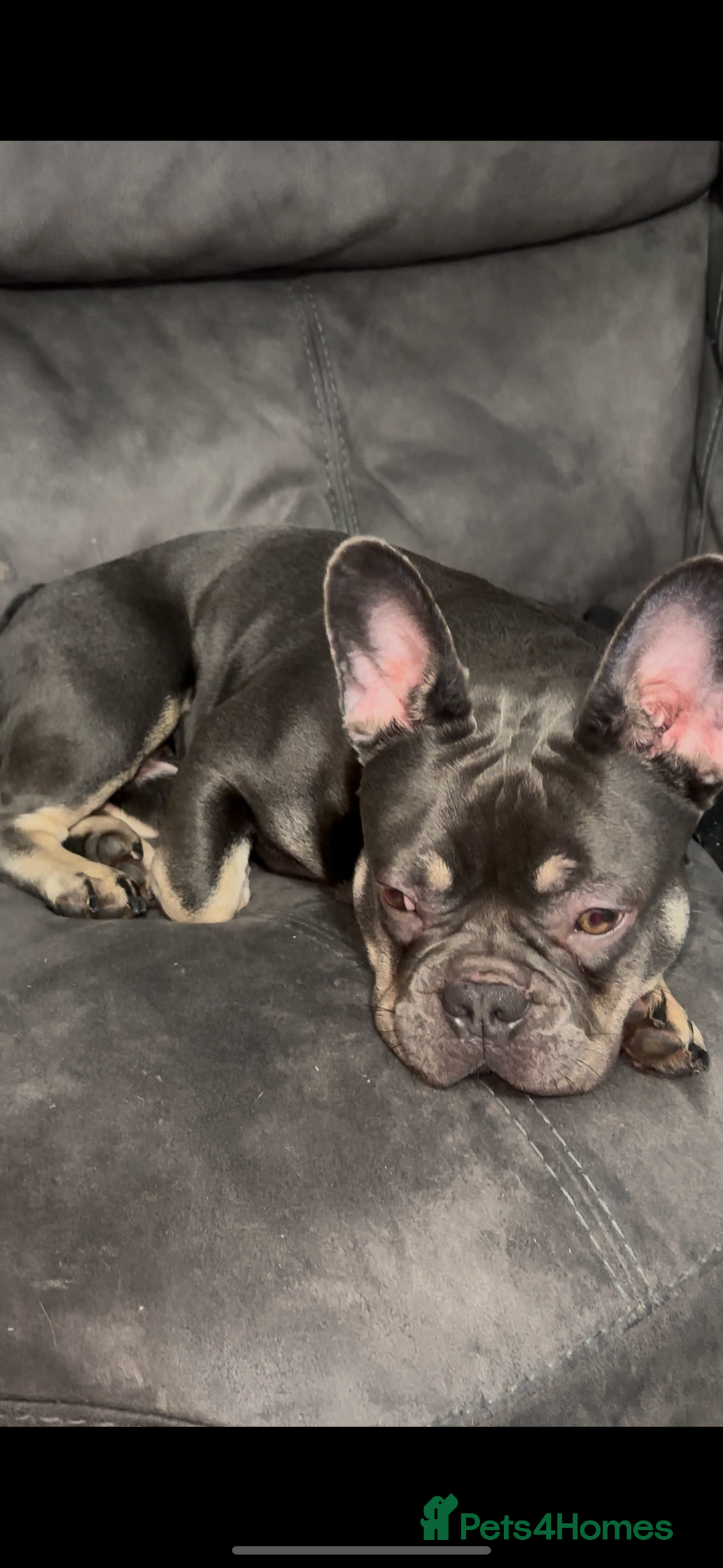 French Bulldog dogs for sale: French Bulldog  - Image 4