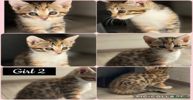 Mixed Breed cats - Advert 5