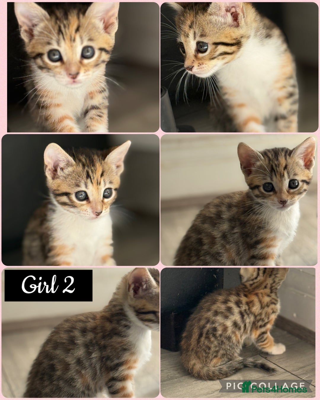 Mixed Breed cats for sale: Cutest Bengal X Kittens nearly ready to go!! - Image 3