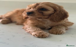 Mixed Breed dogs for sale: Cavalier King Charles Spaniel x Cockapoo - Image 4