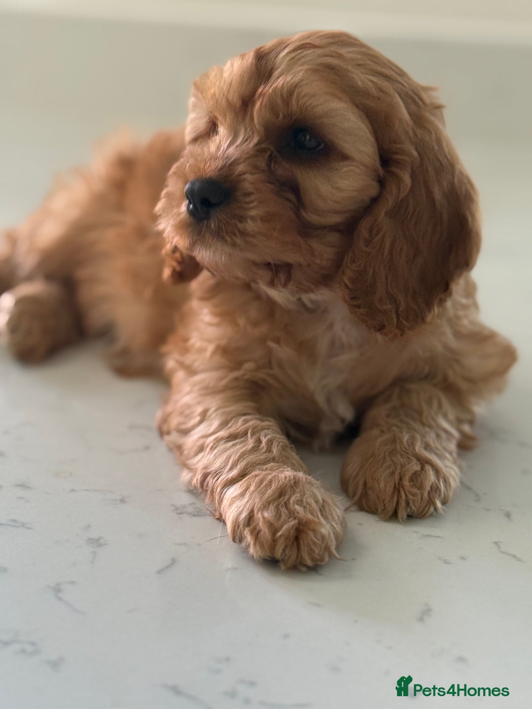Mixed Breed dogs for sale: Cavalier King Charles Spaniel x Cockapoo - Image 4
