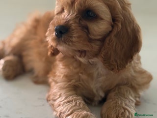 Mixed Breed dogs - Advert 32