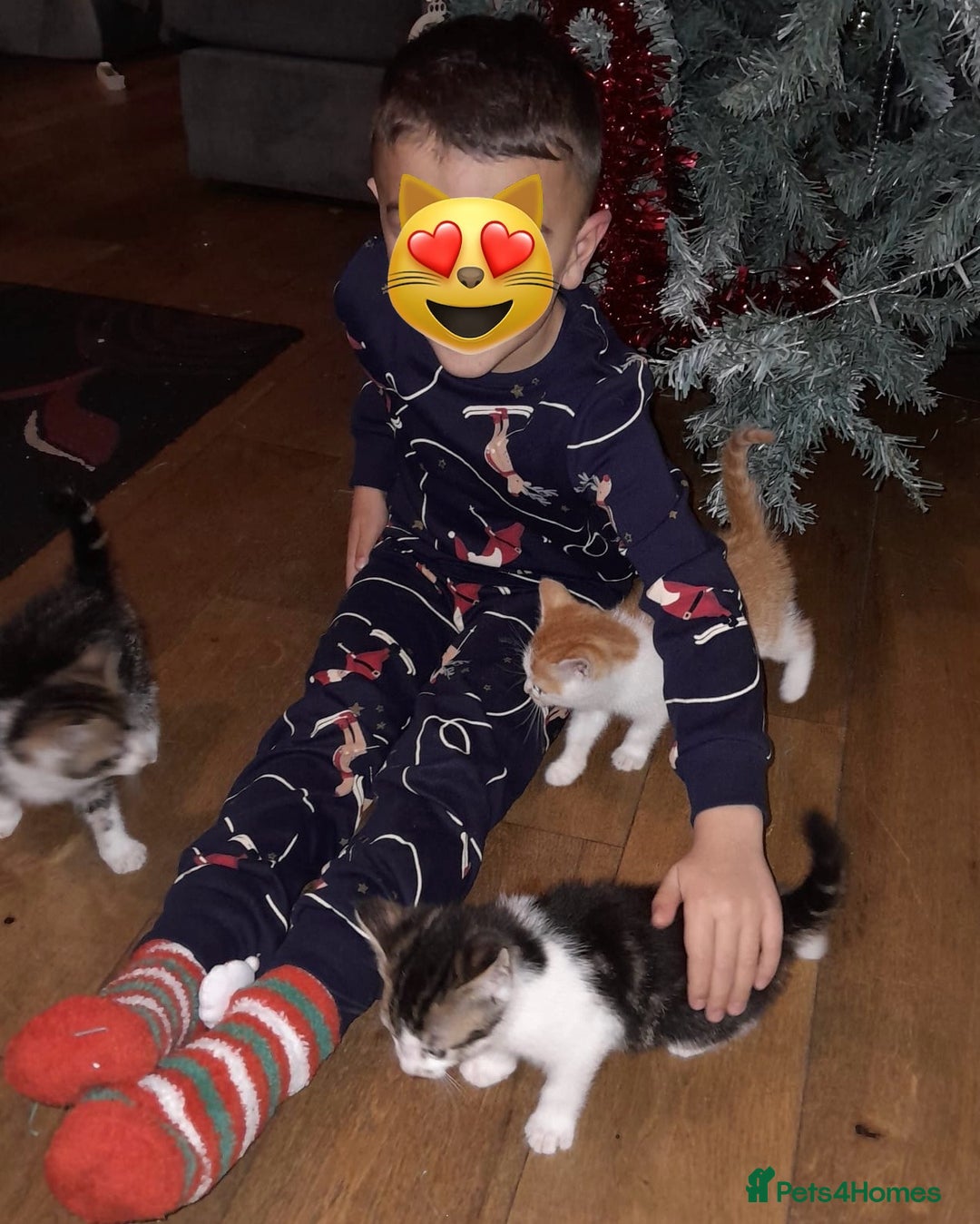 Mixed Breed cats for sale: 4 Adorable kittens for sale.  Ready now.  - Advert 13