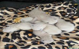 Ragdoll cats for sale: Ragdoll kittens  - Image 17