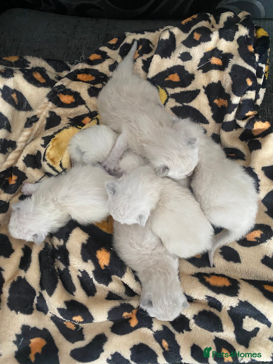 Ragdoll cats for sale: Ragdoll kittens  - Image 17