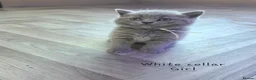British Shorthair cats for sale: Adorable Pure British Short Hair Kittens - Advert 12