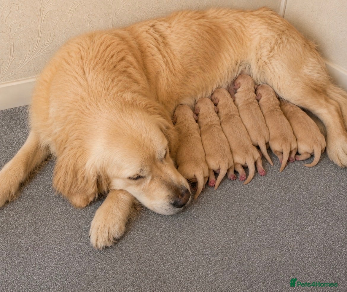 Golden Retriever dogs Beautiful Golden Retriever puppies  - Advert 1