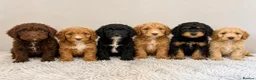 Cockapoo dogs for sale: Beautiful F1 Cockapoo Puppies - Ready Now - Advert 4