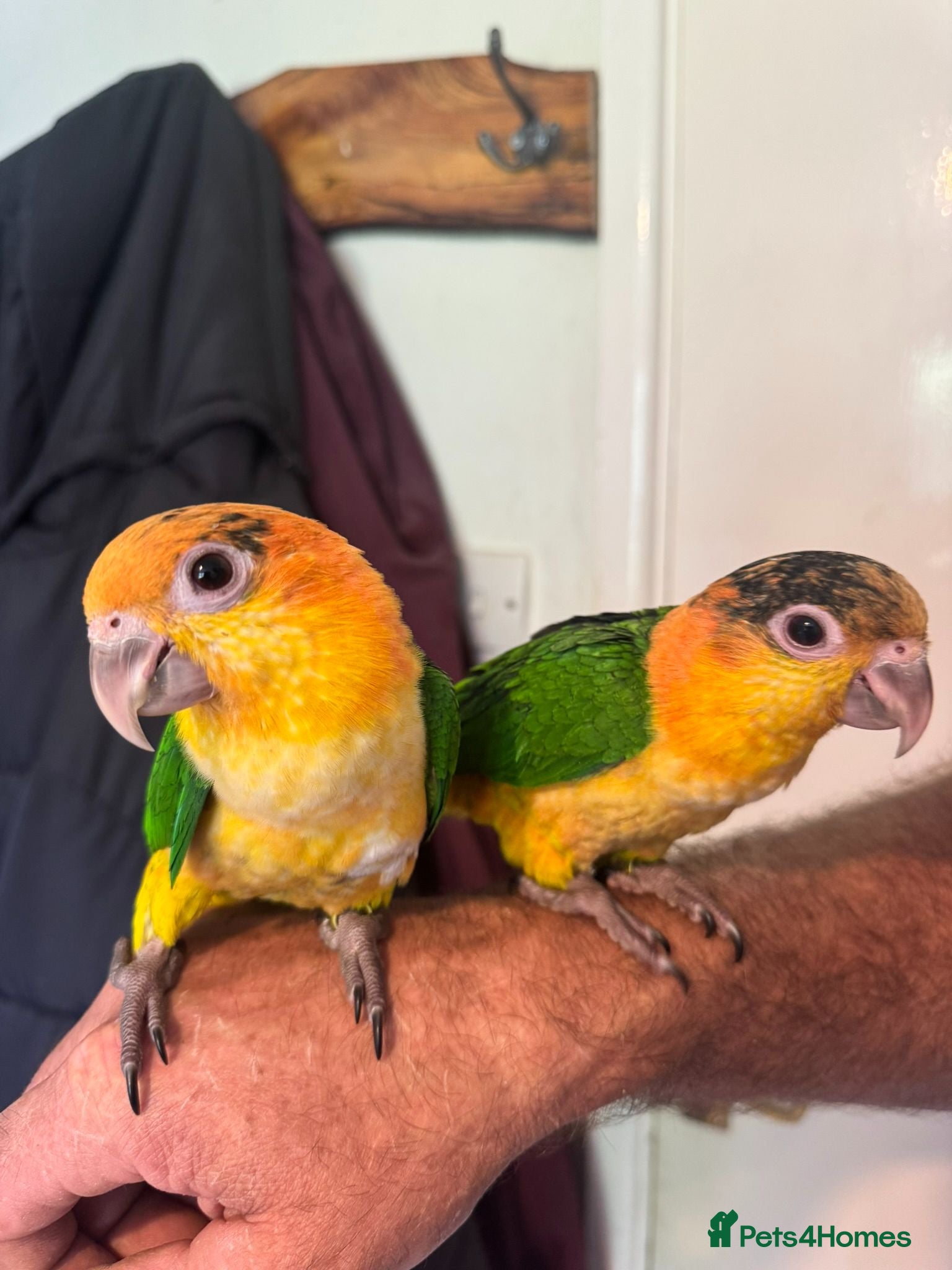 Parrots birds Baby black headed and yellow thighed caiques  - Advert 1