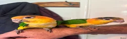 Parrots birds for sale: Baby black headed and yellow thighed caiques  - Advert 1