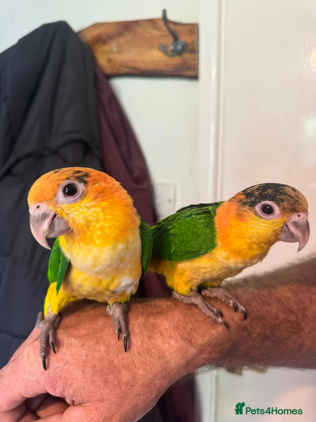 Parrots birds for sale: Baby black headed and yellow thighed caiques  - Advert 1