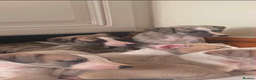 Whippet dogs for sale: Stunning kc registered whippet pups  - Advert 7