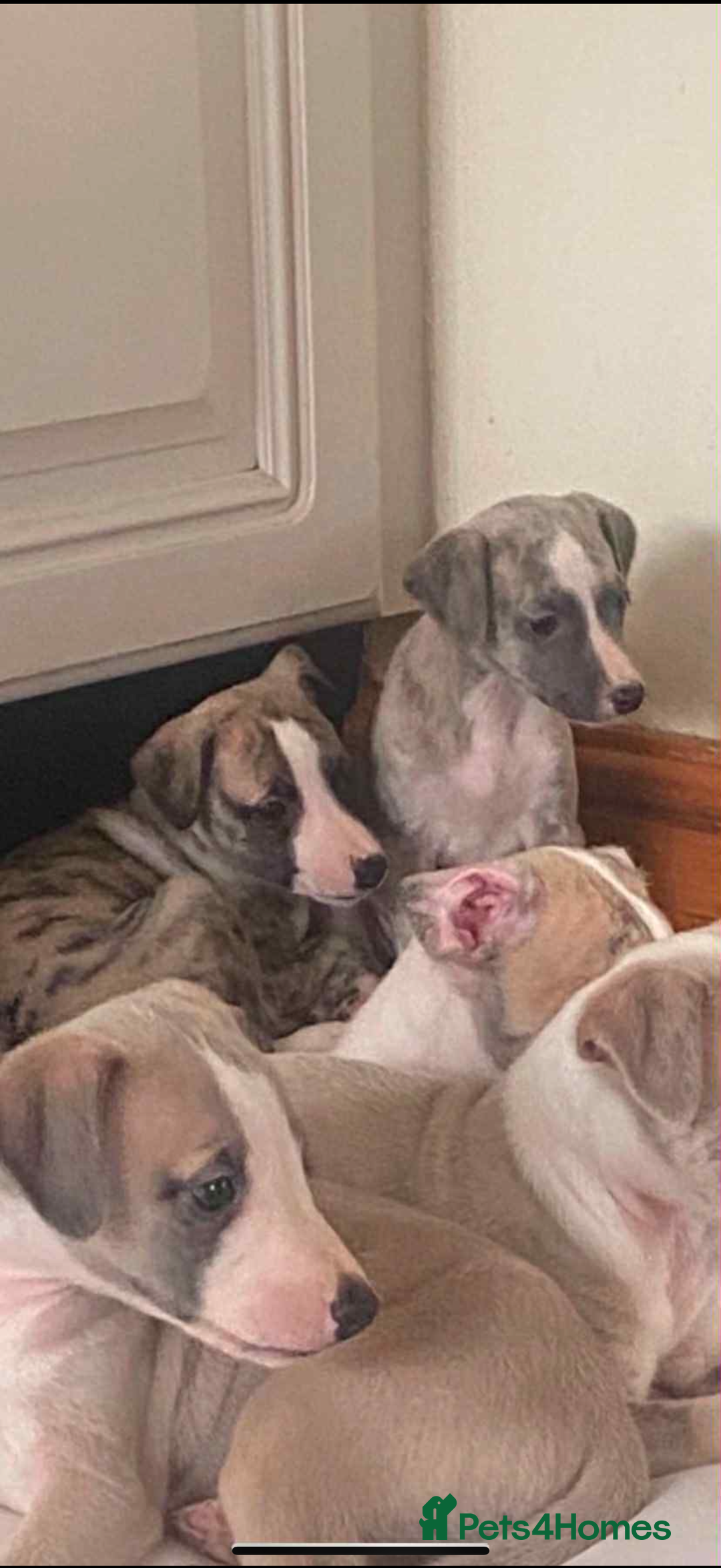 Whippet dogs for sale: Stunning kc registered whippet pups  - Advert 7