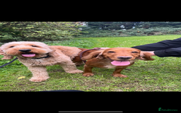 Cockapoo dogs for sale: F1B cockapoo - Advert 4