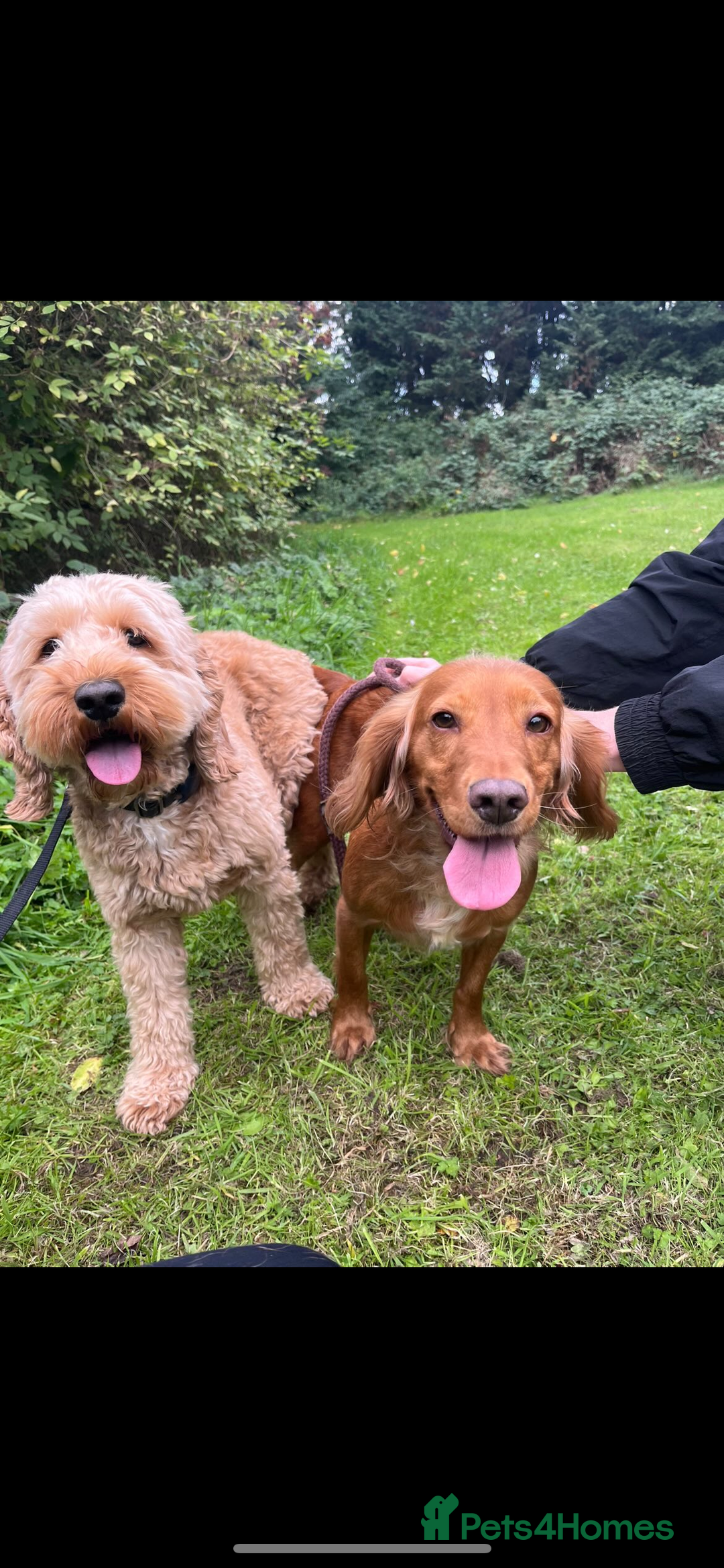 Cockapoo dogs for sale: F1B cockapoo - Advert 4