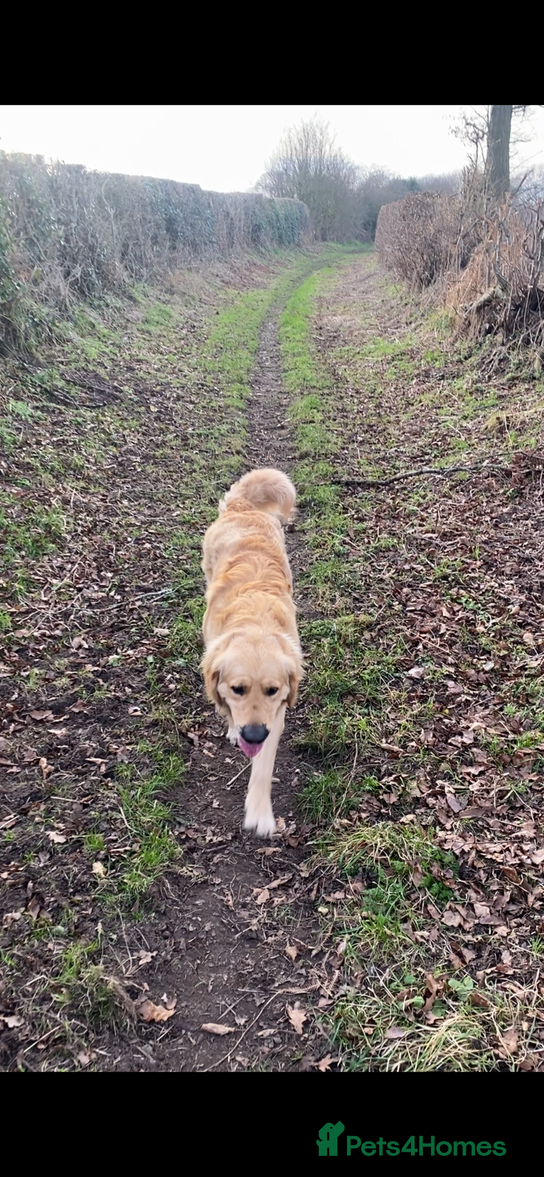 Golden Retriever dogs for sale: KC Golden Retriever Boy - Image 2