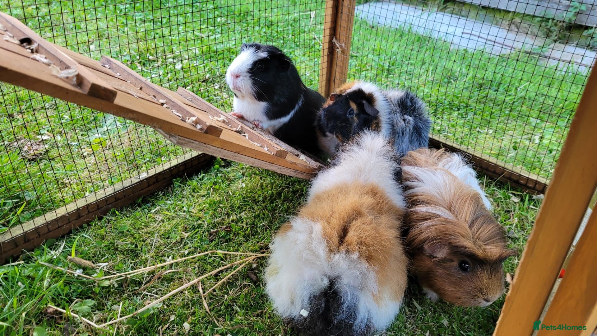 Guinea Pig rodents Guinea pigs with hutch - Advert 1
