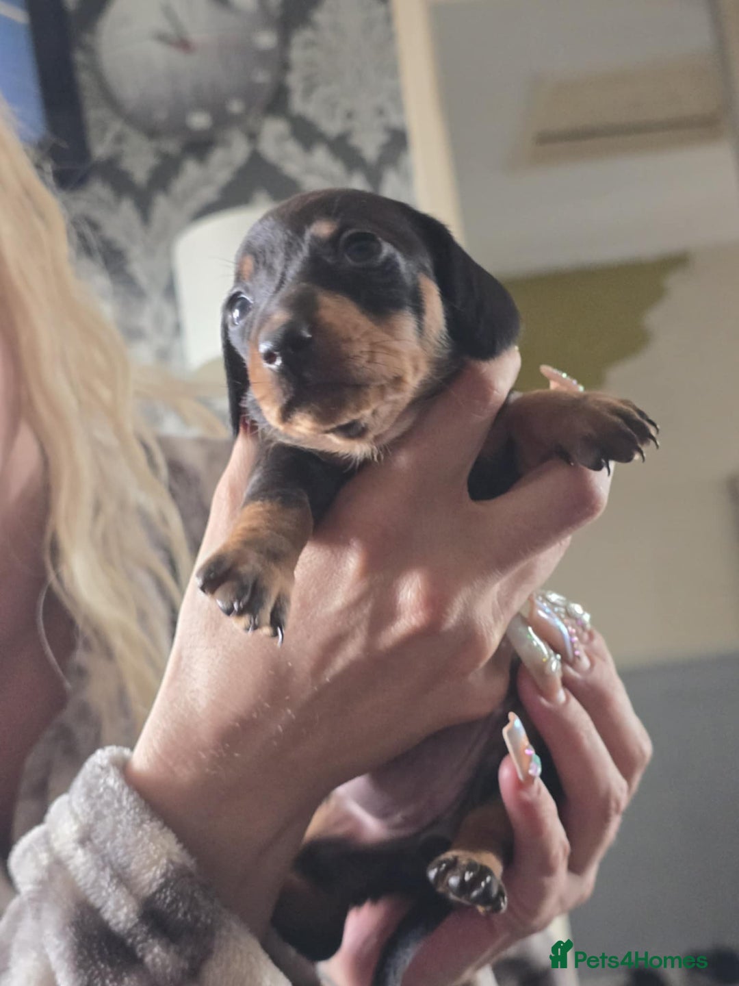Miniature Dachshund dogs for sale: Miniature dachshunds  - Image 5