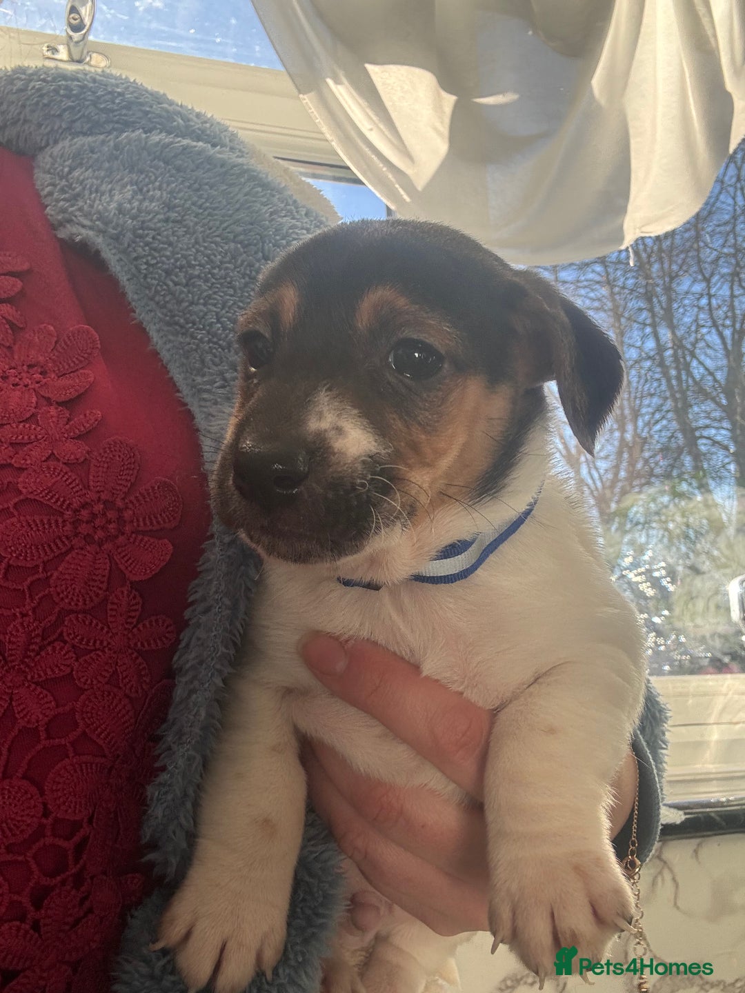 Jack Russell dogs for sale: 5 traditional Jack Russell puppys  - Advert 16