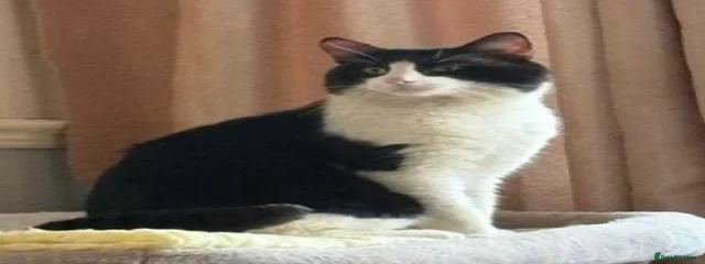 Bandit 
