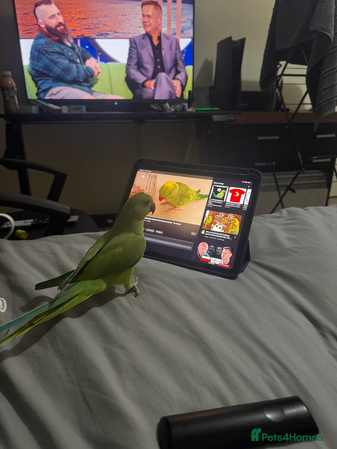 Ringnecks birds for sale: Indian ring neck FEMALE  - Advert 9