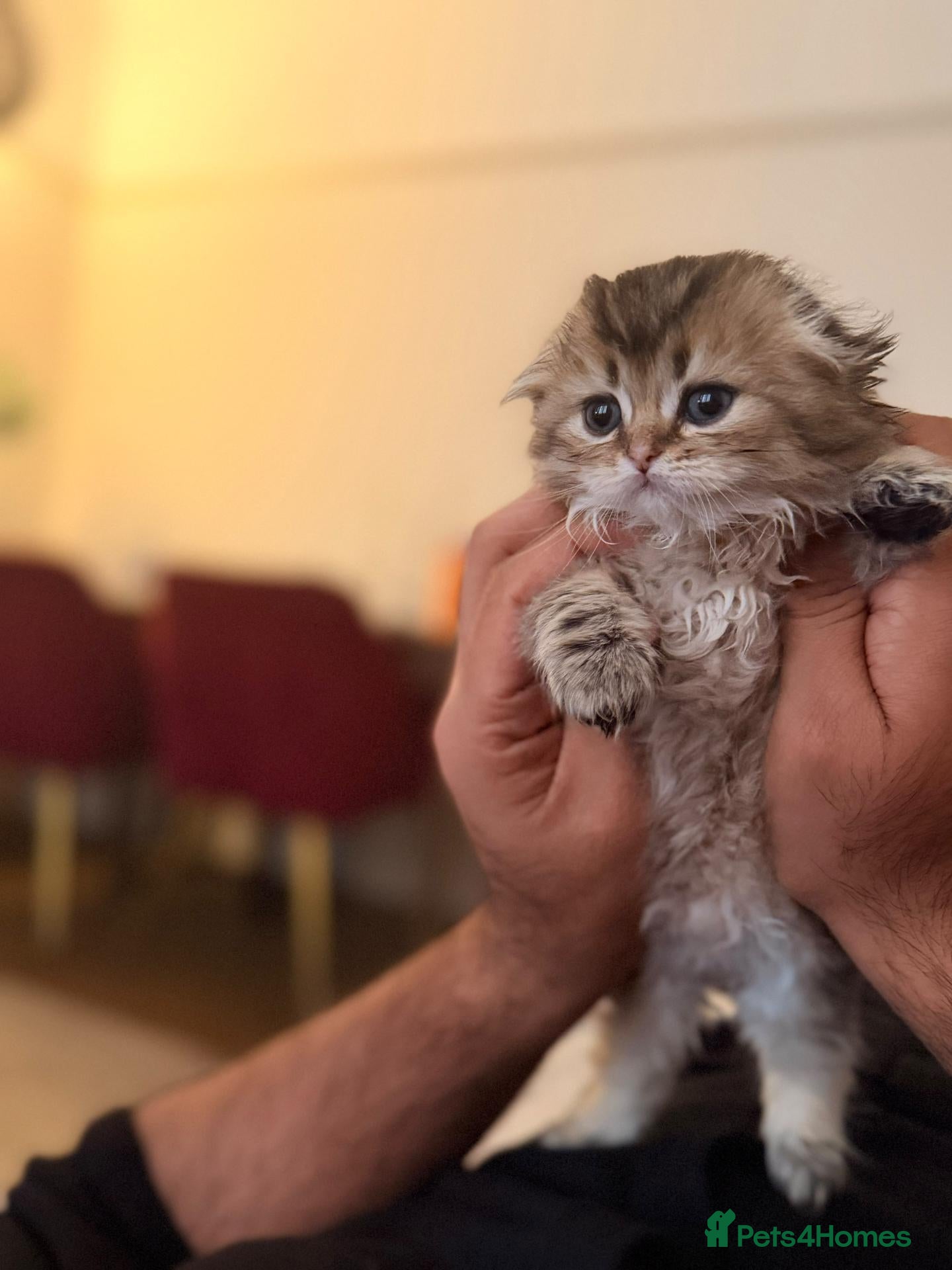 Scottish Fold cats Scottish folds x british shorthair  - Advert 4