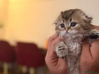 Scottish Fold cats Scottish folds x british shorthair - Advert 4