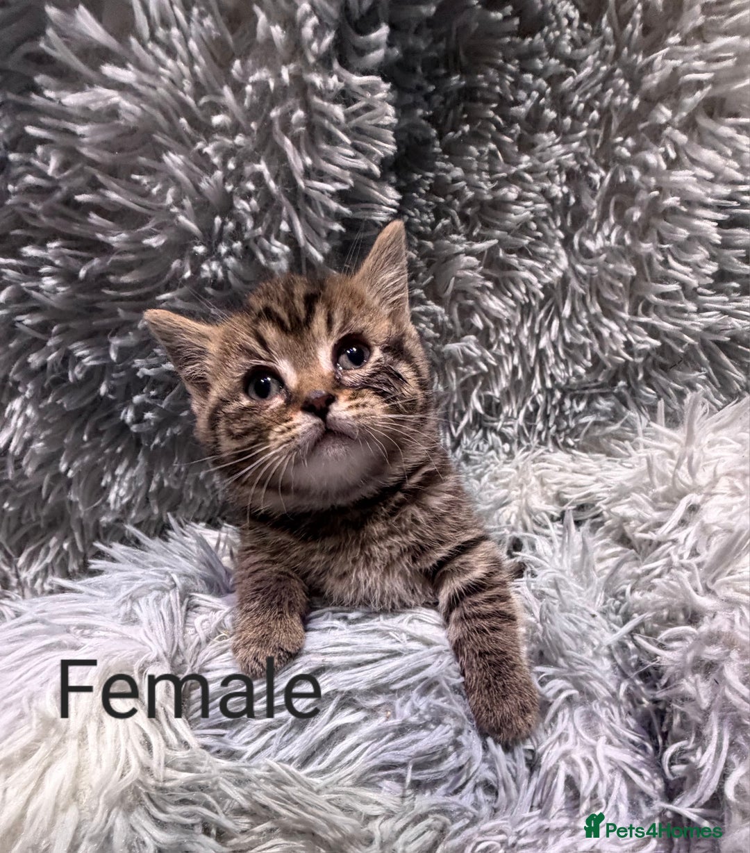 Persian cats for sale: Chinchilla persian cross kittens - Advert 15