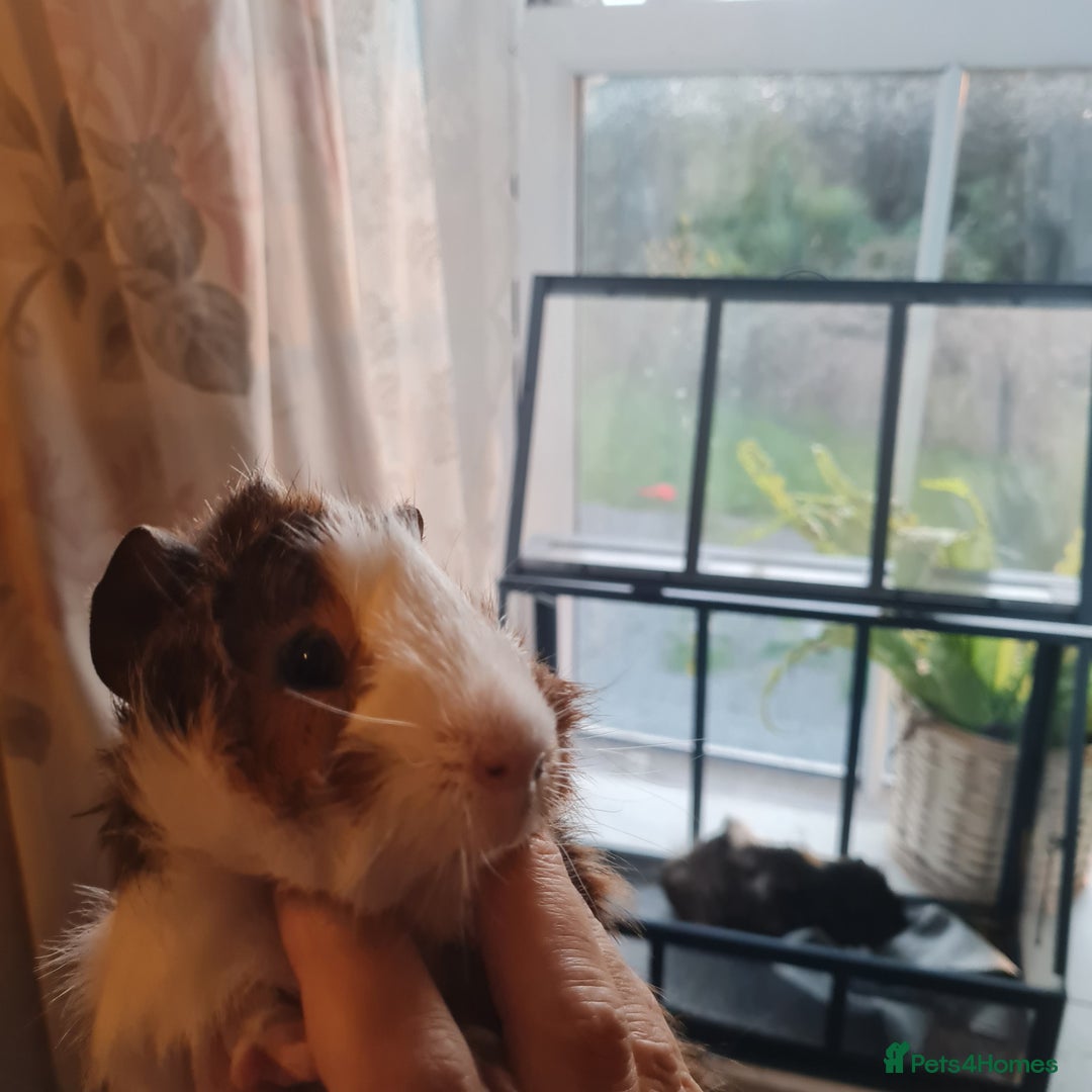 Guinea Pig rodents for sale: 2 male, 3 female guinea pigs for sale - Image 2