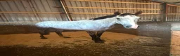 Irish Sports horses for sale: Larry 16.2hh sports gelding  - Advert 3