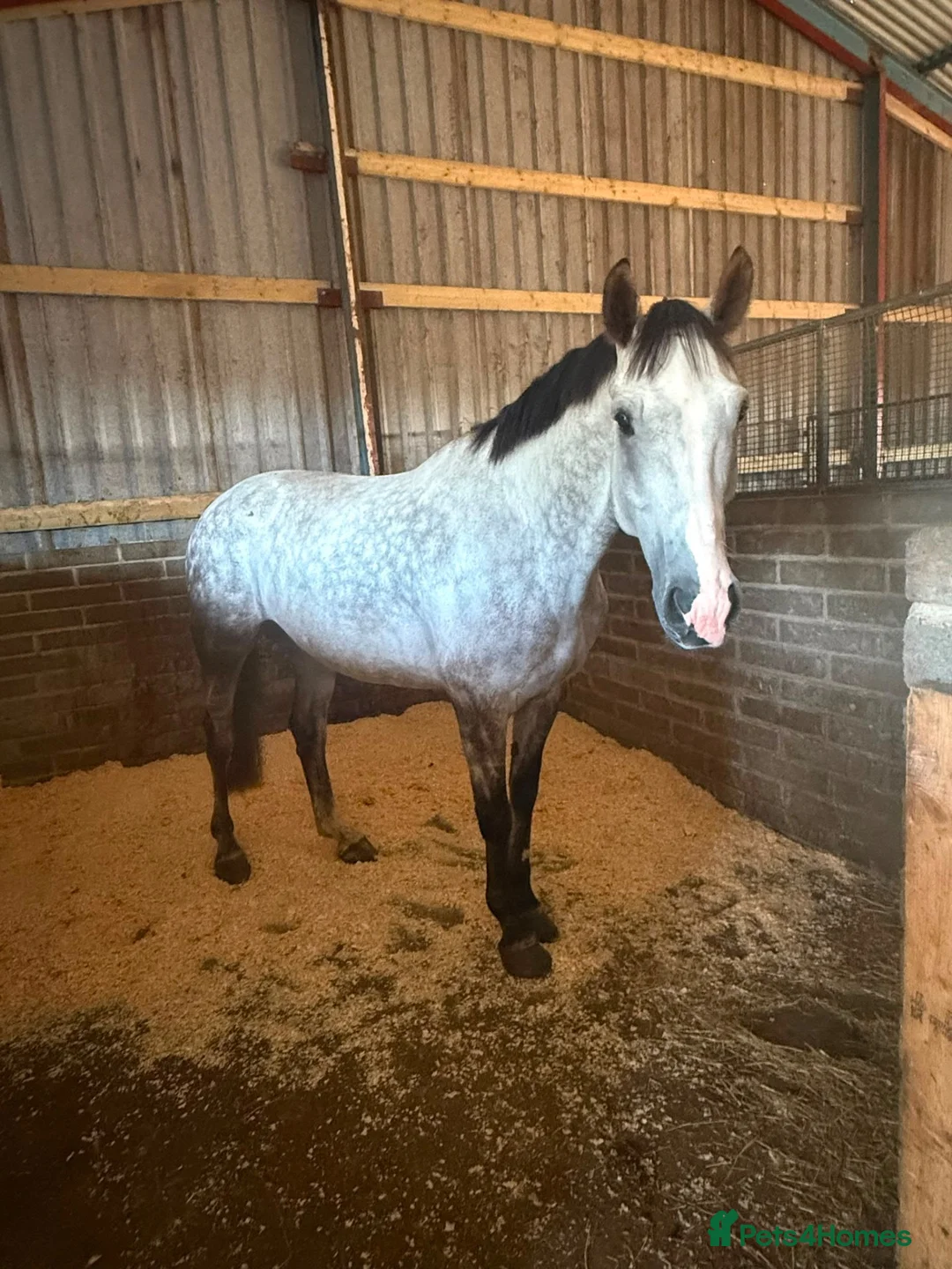 Irish Sports horses for sale: Larry 16.2hh sports gelding  - Advert 3