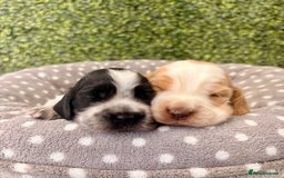 Cocker Spaniel dogs for sale: 🖤🤍 KC REG Show Cocker Spaniel Puppies For Sale - Advert 1