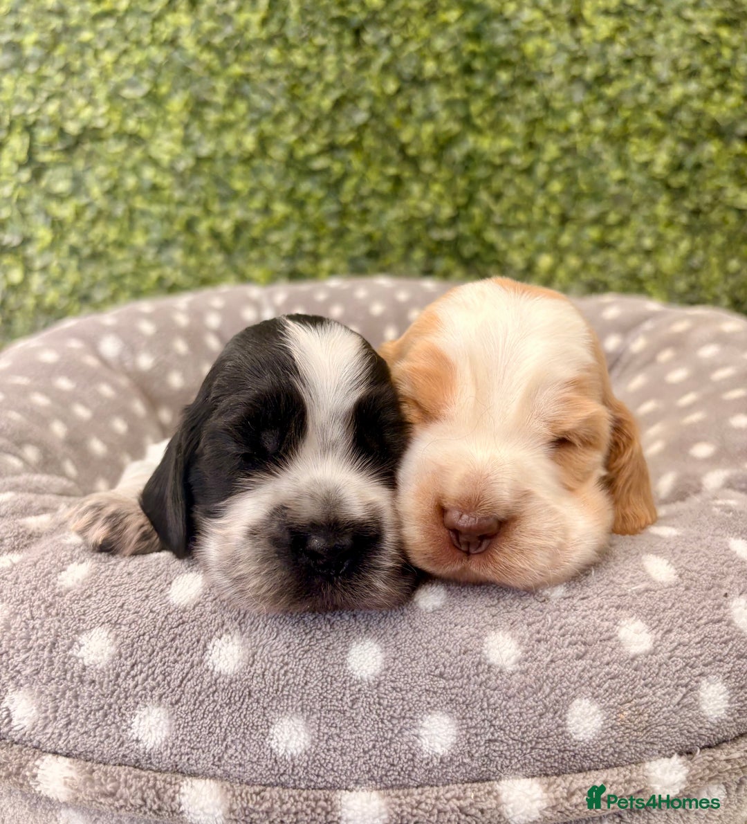 Cocker Spaniel dogs for sale: 🖤🤍 KC REG Show Cocker Spaniel Puppies For Sale - Advert 1