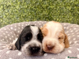 Cocker Spaniel dogs 🖤🤍 KC REG Show Cocker Spaniel Puppies For Sale - Advert 8