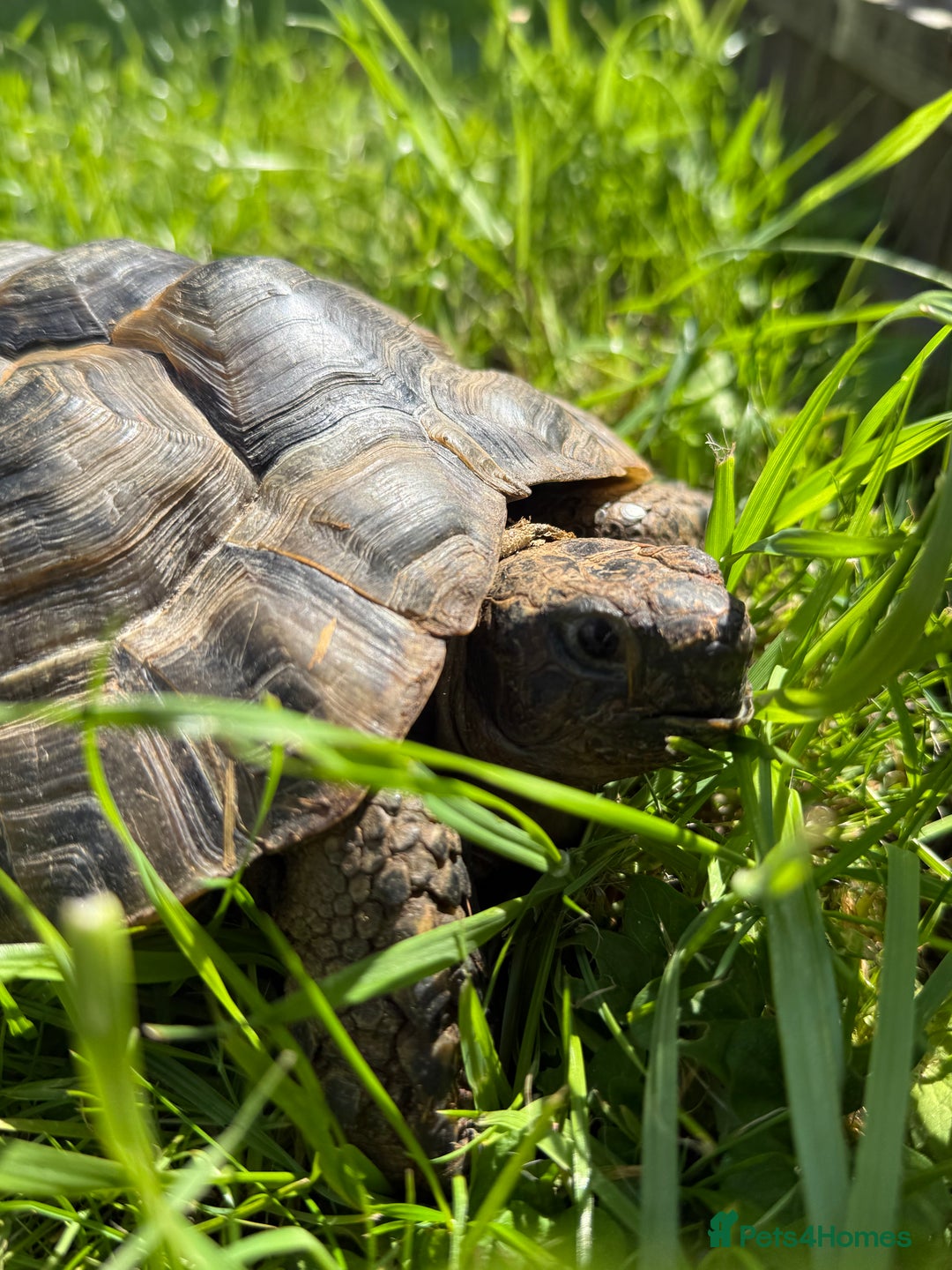 Tortoise reptiles for sale: Tortoise rehome - Image 4