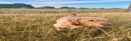 Labradoodle dogs for sale: Four year old labradoodle in York - Advert 5