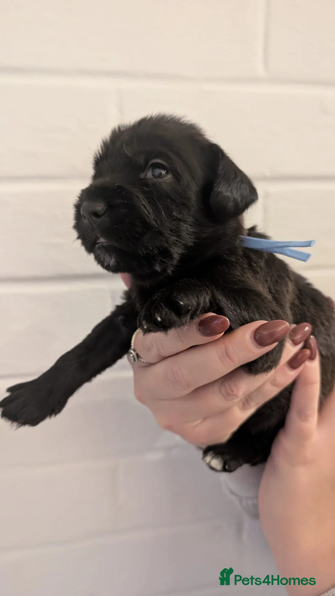 Cockapoo dogs for sale: Cockapoo puppies - Advert 17