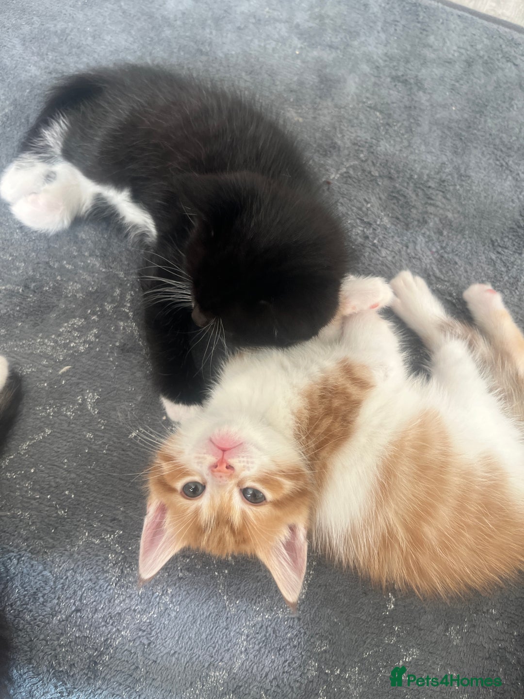 Mixed Breed cats for sale: 3 beautiful little boys  - Image 8