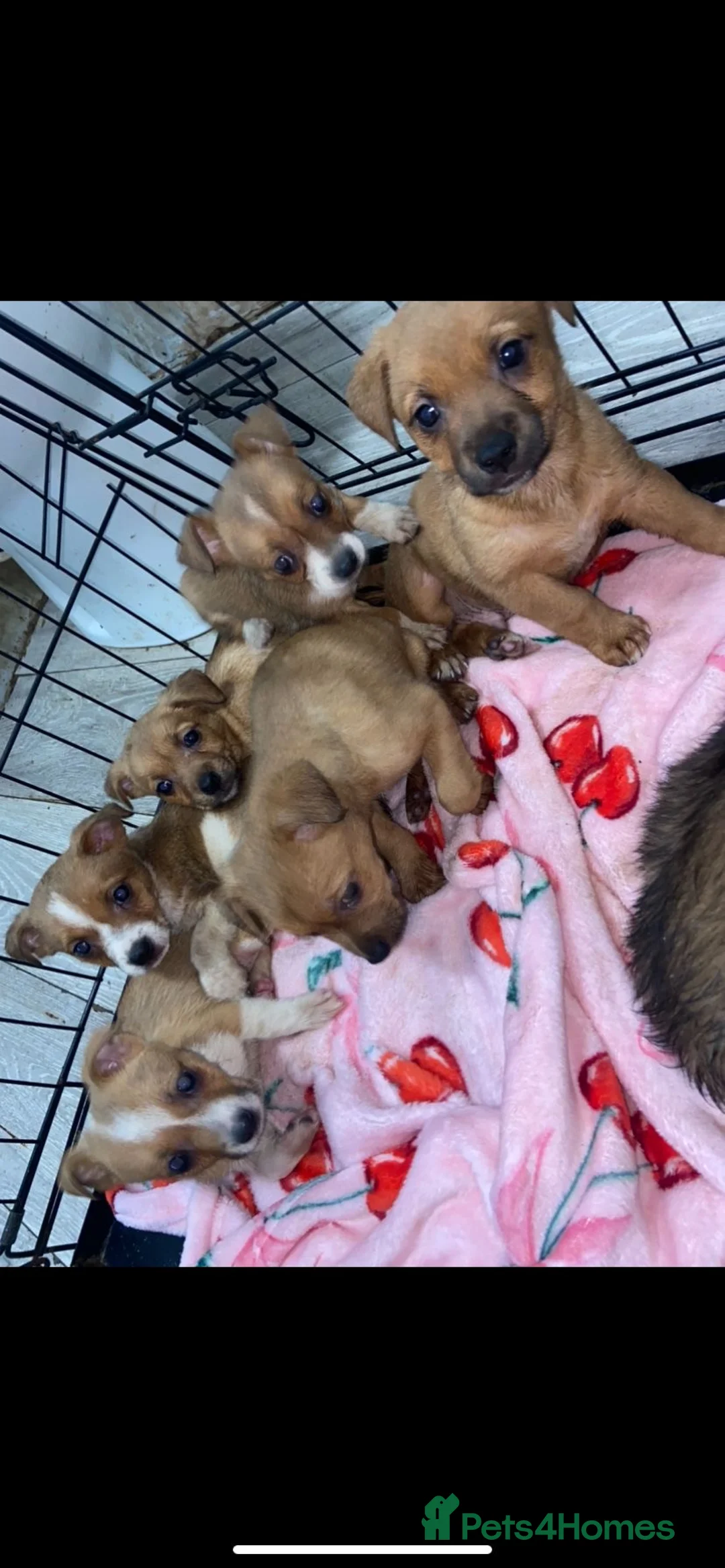 Jack Russell dogs for sale: Jack Russell puppies ready to leave  - Advert 2