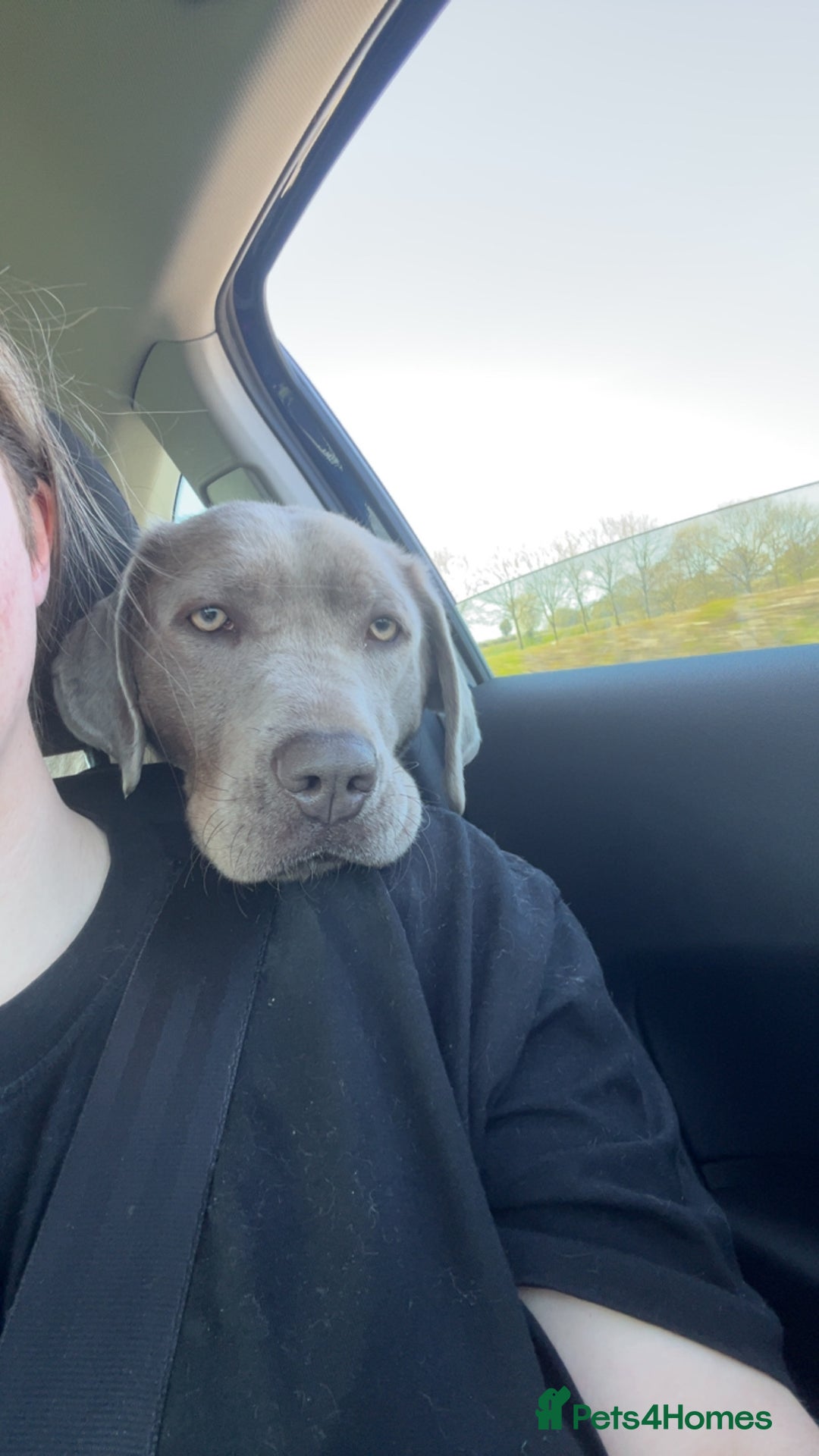 Mixed Breed dogs for sale: 2 gorgeous girls - Image 9