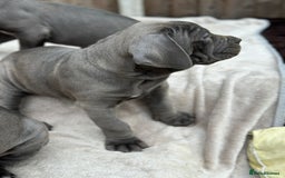 Cane Corso dogs for sale:  Pure breed Cane Corso  Puppies Looking for Homes  - Image 26