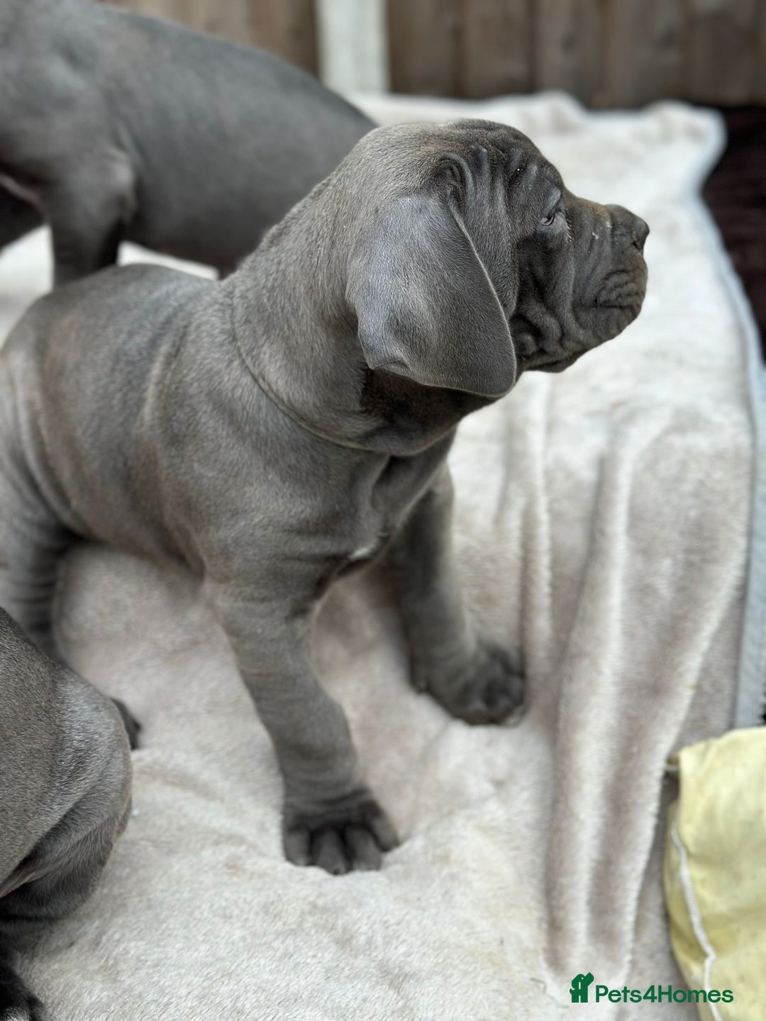 Cane Corso dogs for sale:  Pure breed Cane Corso  Puppies Looking for Homes  - Image 26
