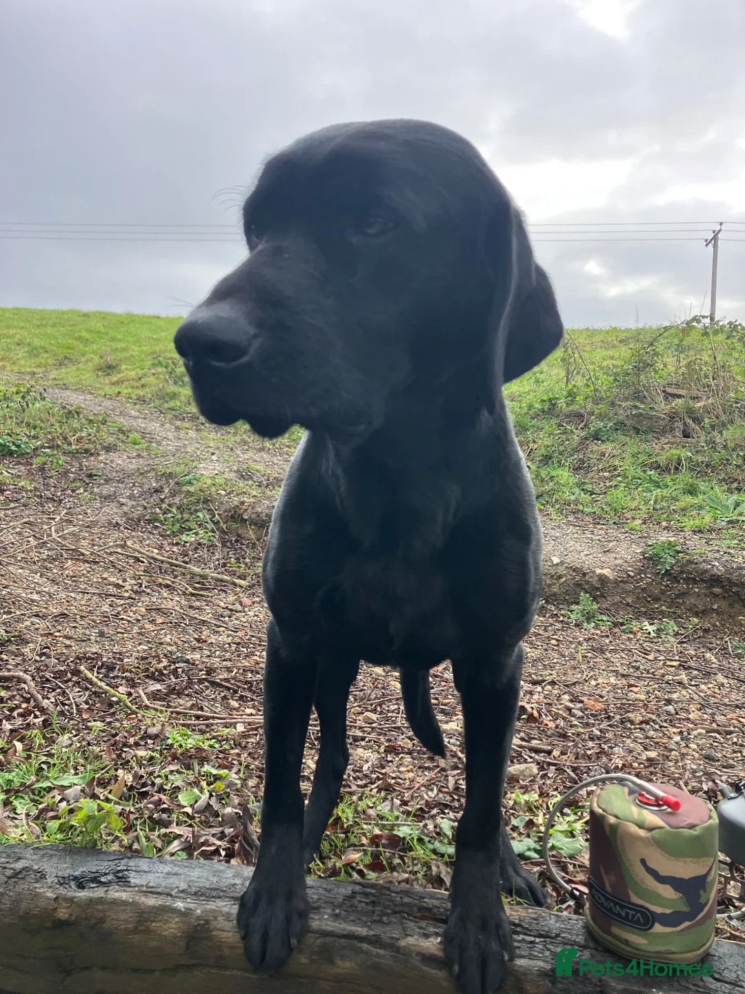 Labrador Retriever dogs for stud: Perfect Health Scored, Black Lab, Carries Yellow - Advert 5