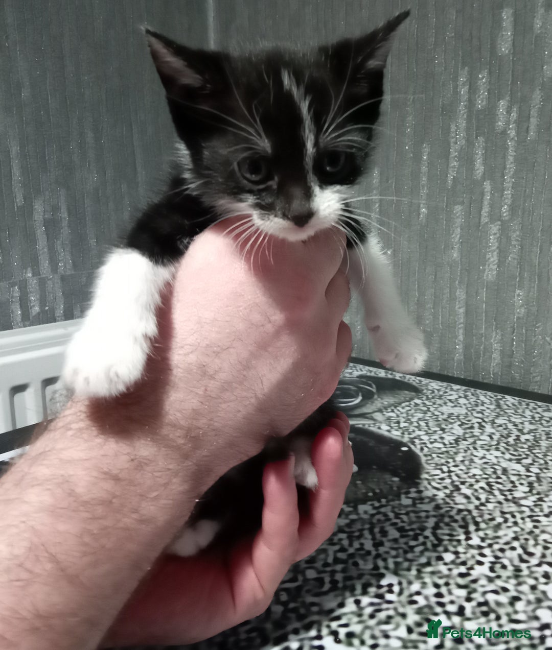 Mixed Breed cats for sale: 3 very loving girls looking for forever homes - Advert 6