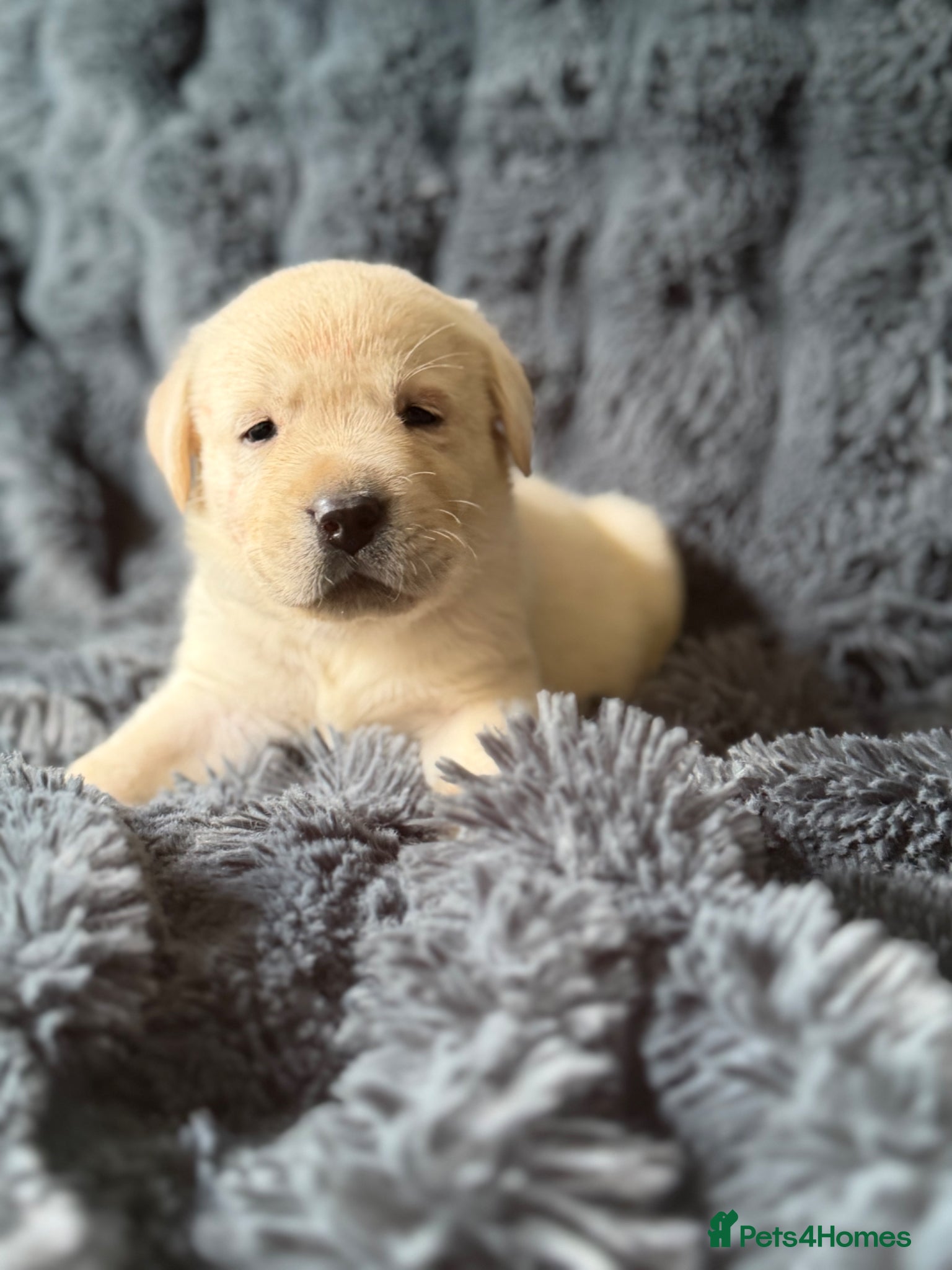 Labrador Retriever dogs 🐾 Outstanding Champion-line Labrador Puppies  🐾 - Advert 1