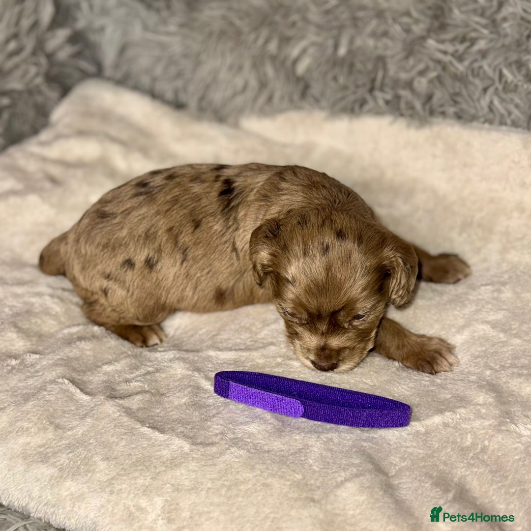 Cocker Spaniel dogs for sale: 🐶THE 8 MISFITS of SHEER BEAUTY🐶 - Advert 4